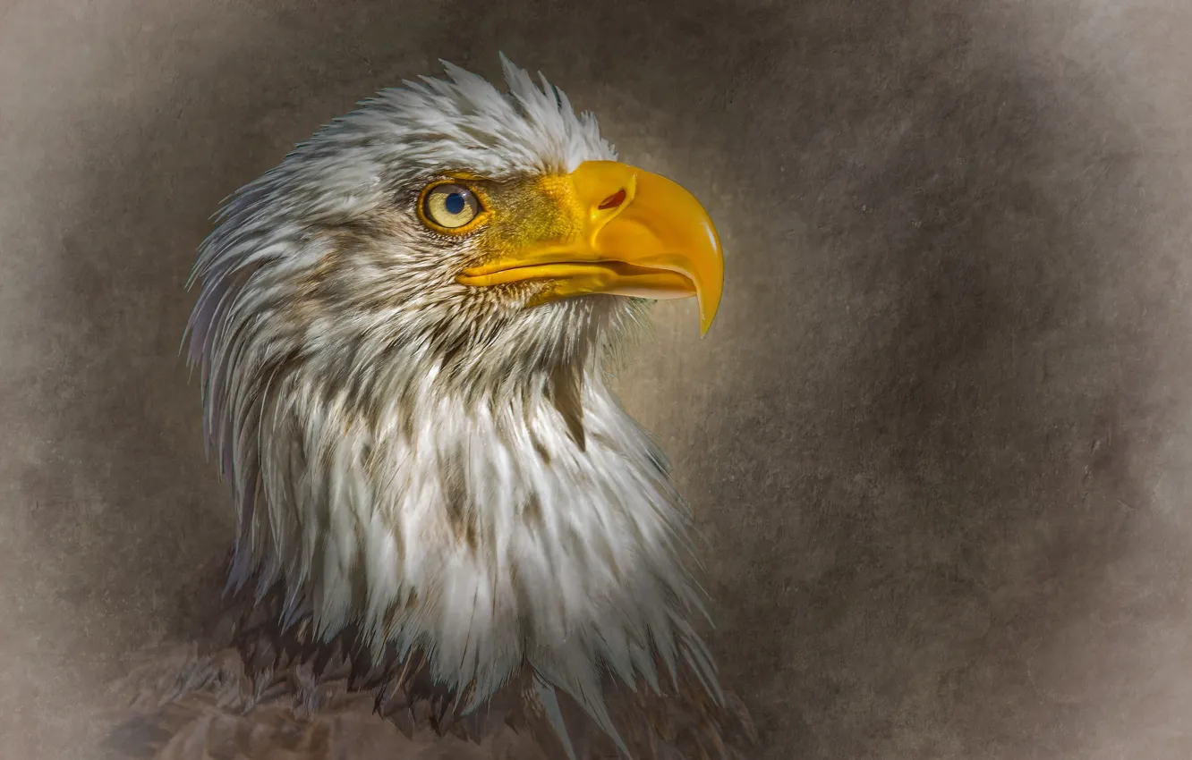 Photo wallpaper beak, eagle, Adler