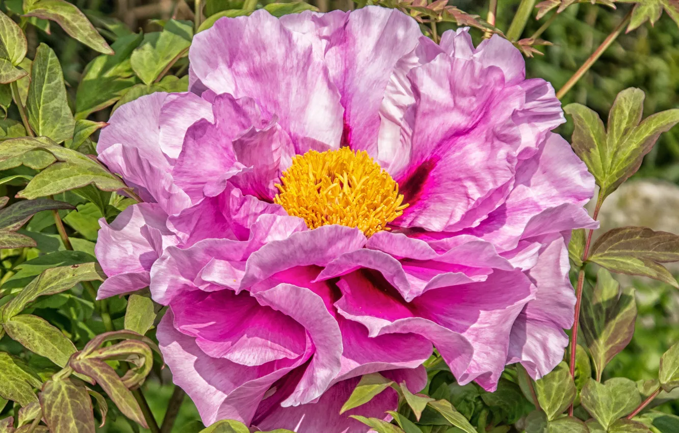 Photo wallpaper macro, pink, peonies