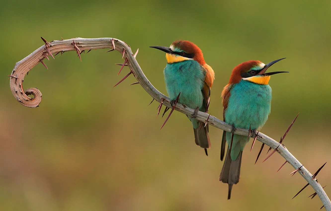 Photo wallpaper branch, Birds, barb, pair