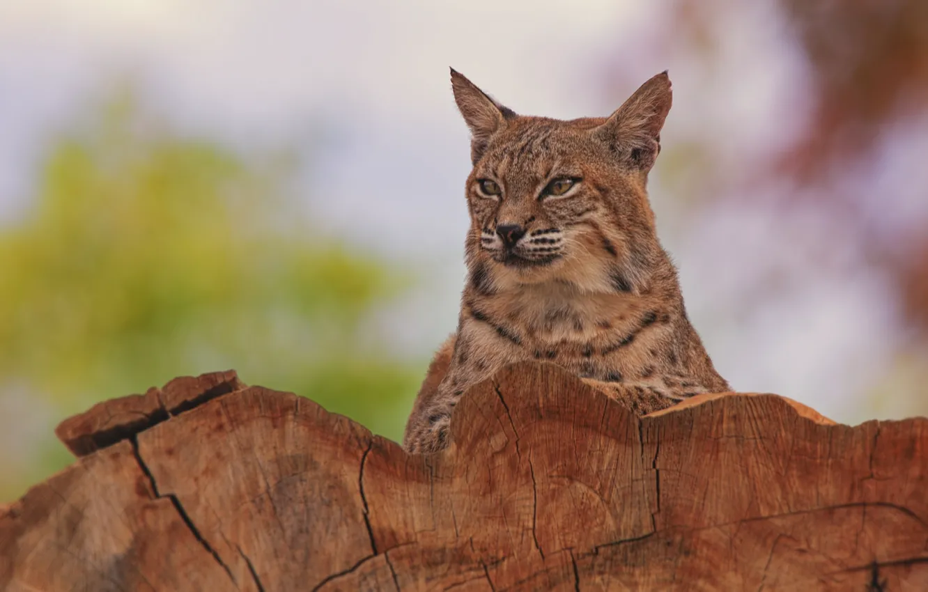 Photo wallpaper portrait, lynx, wild cat