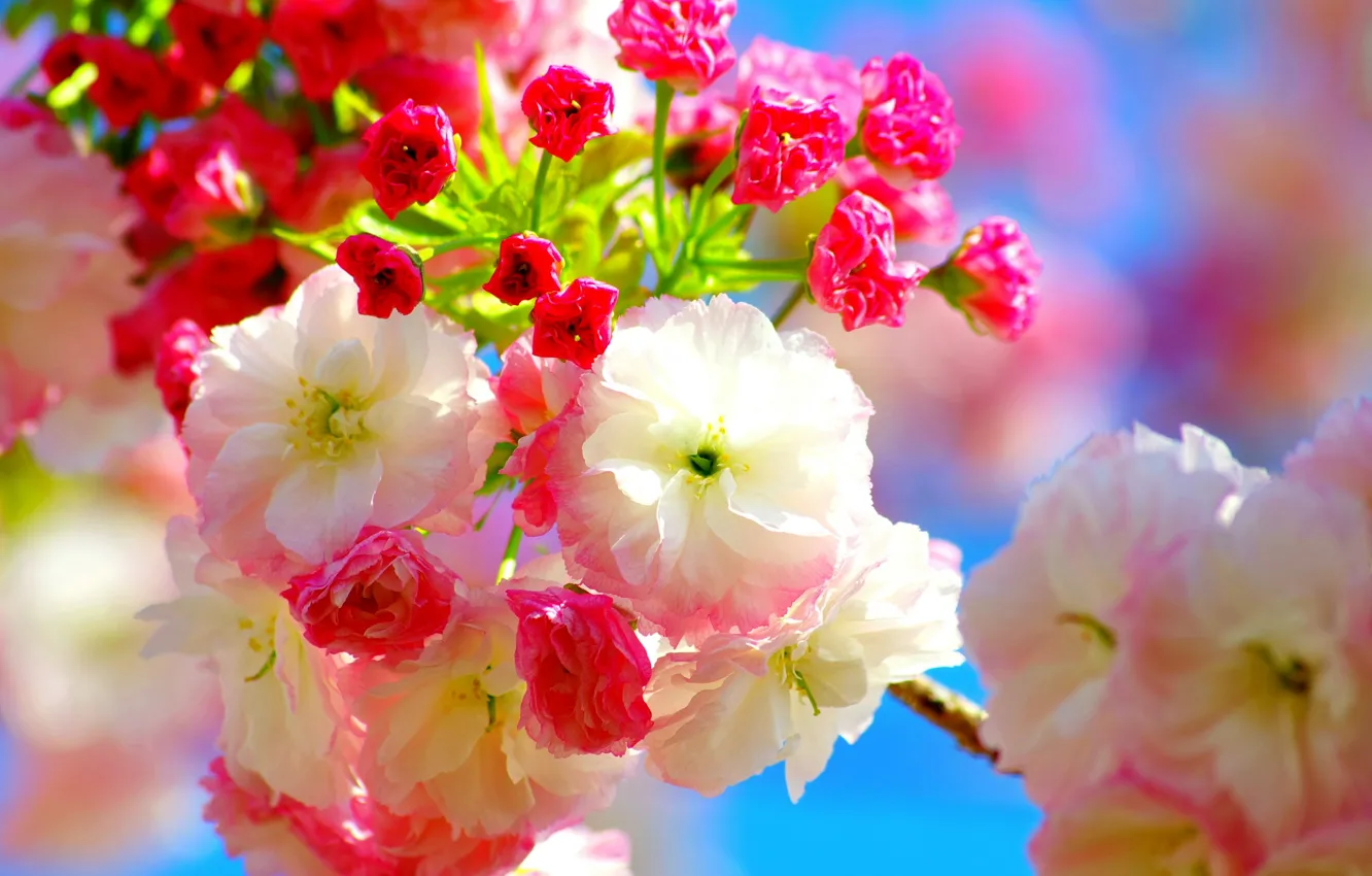 Photo wallpaper flowers, cherry, spring, Sakura, pink, flowers, Spring, sakura