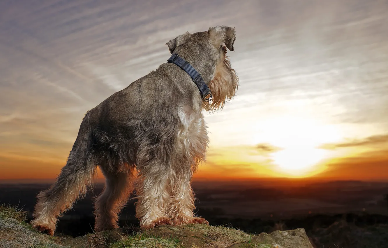 Photo wallpaper the sky, the sun, landscape, sunset, dog, hill, Schnauzer, looks into the distance