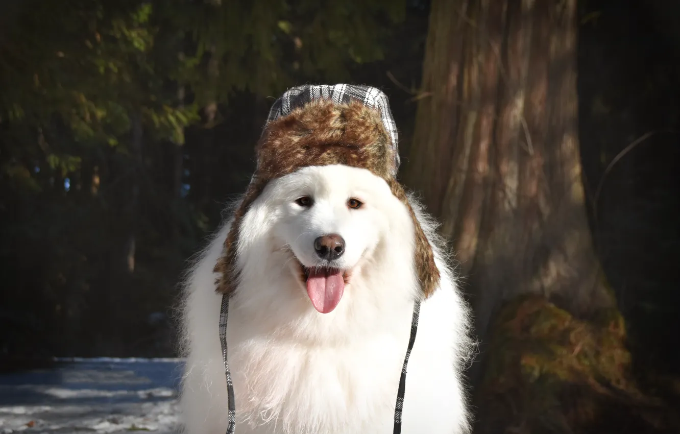 Photo wallpaper look, pose, dog, face, Samoyed