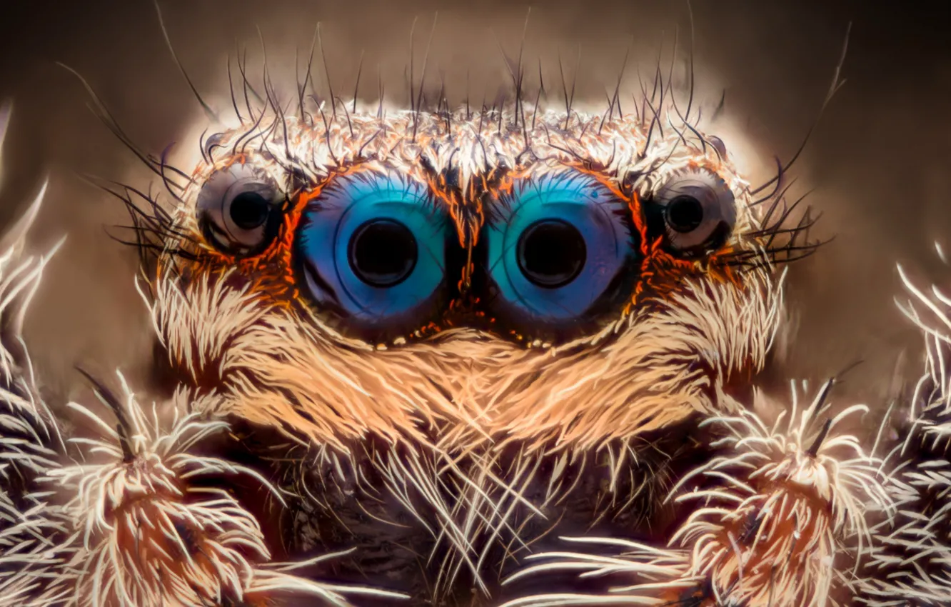 Photo wallpaper eyes, Spider, insect, hairs