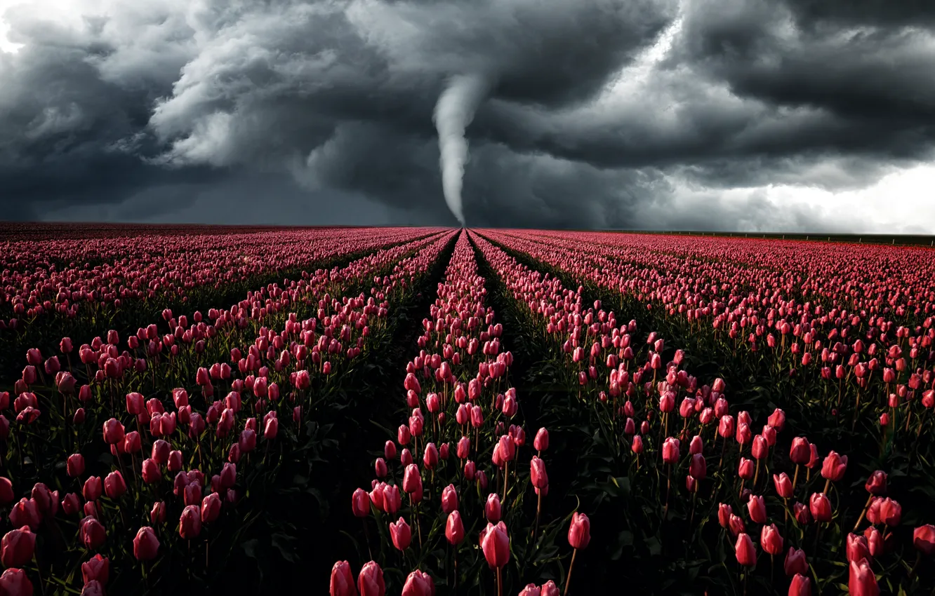 Photo wallpaper the storm, field, the sky, light, flowers, clouds, storm, the wind
