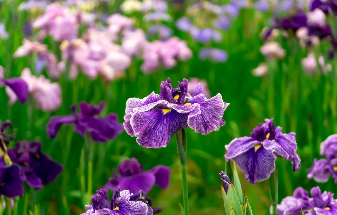 Photo wallpaper flowers, flowerbed, lilac, iris