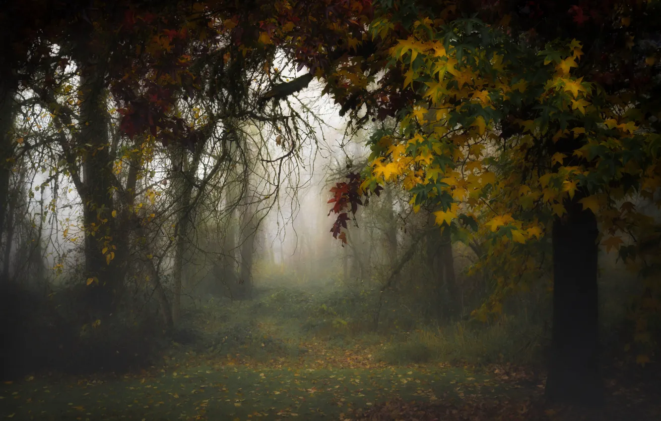 Photo wallpaper autumn, nature, fog