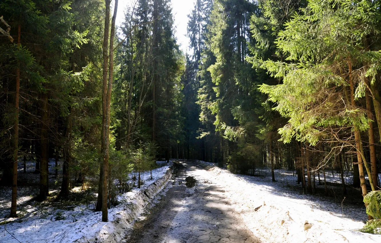 Photo wallpaper road, forest, snow, nature, tree, Spring, ate