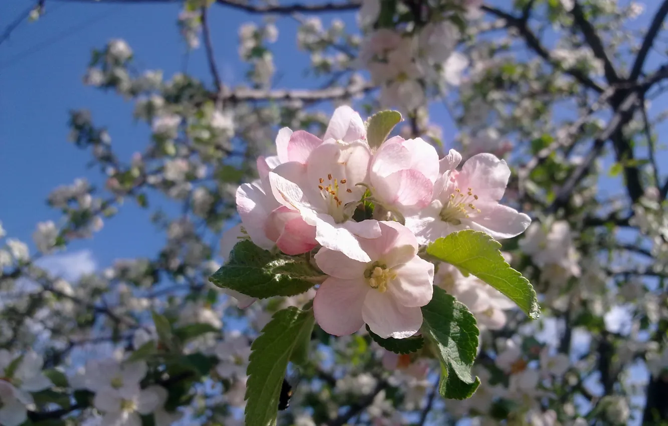 Photo wallpaper may, Apple, flowering