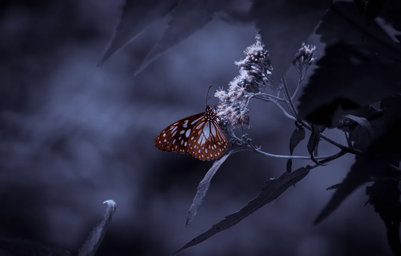 Photo wallpaper leaves, the dark background, butterfly, treatment, twilight, brown, bokeh, purple background