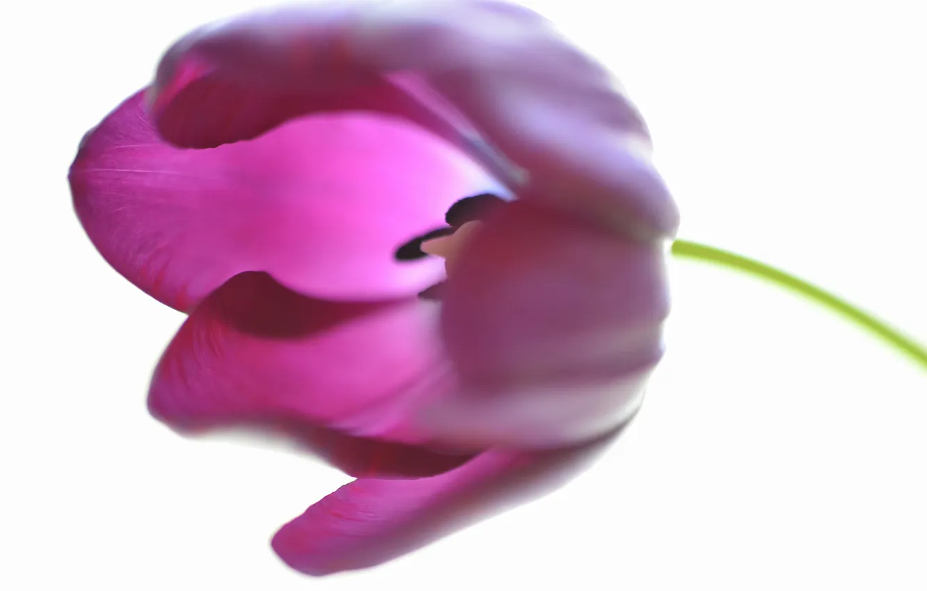 Photo wallpaper flowers, petals, stem, tulips