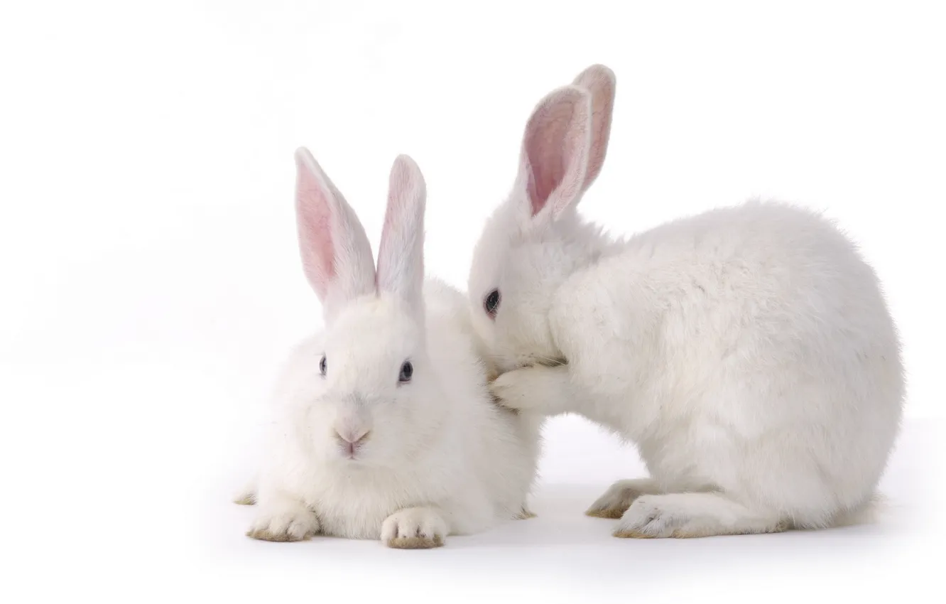 Photo wallpaper Rabbits, pair, pussies