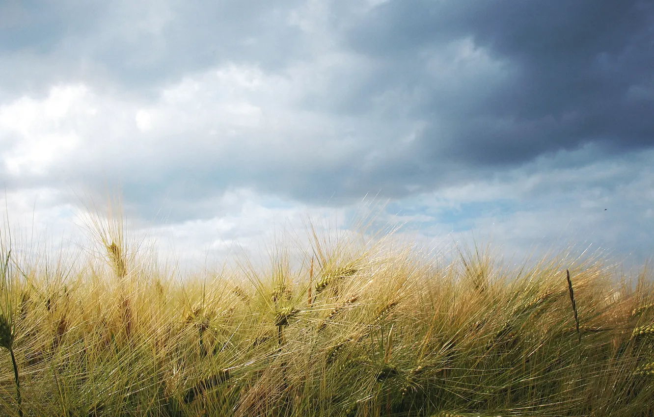 Photo wallpaper wheat, field, the sky, clouds, landscape, nature, ears, sky