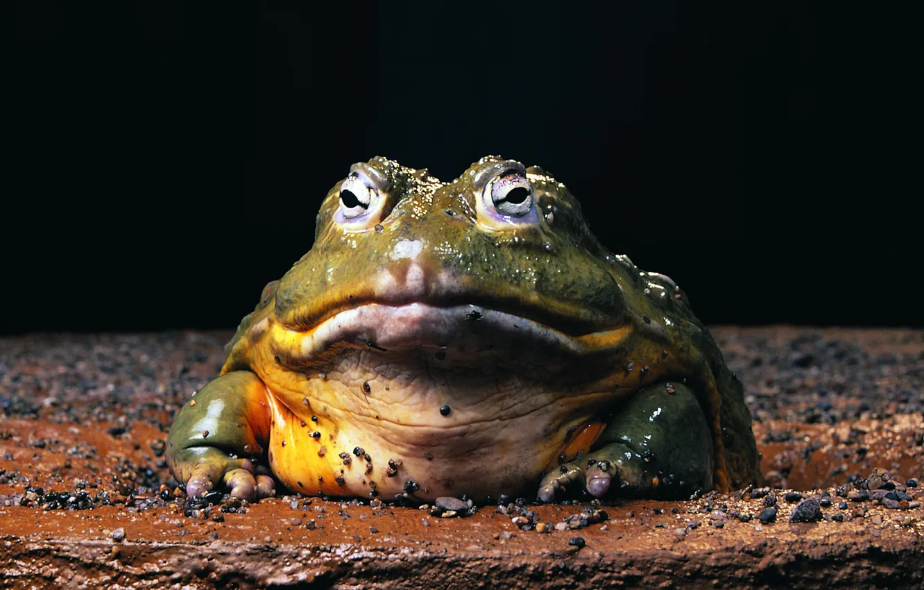Photo wallpaper frog, toad, cold-blooded, zemnovodnye