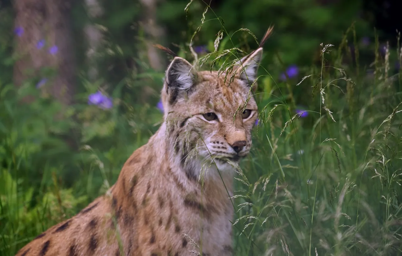 Photo wallpaper animal, lynx, big cat, Eurasian lynx