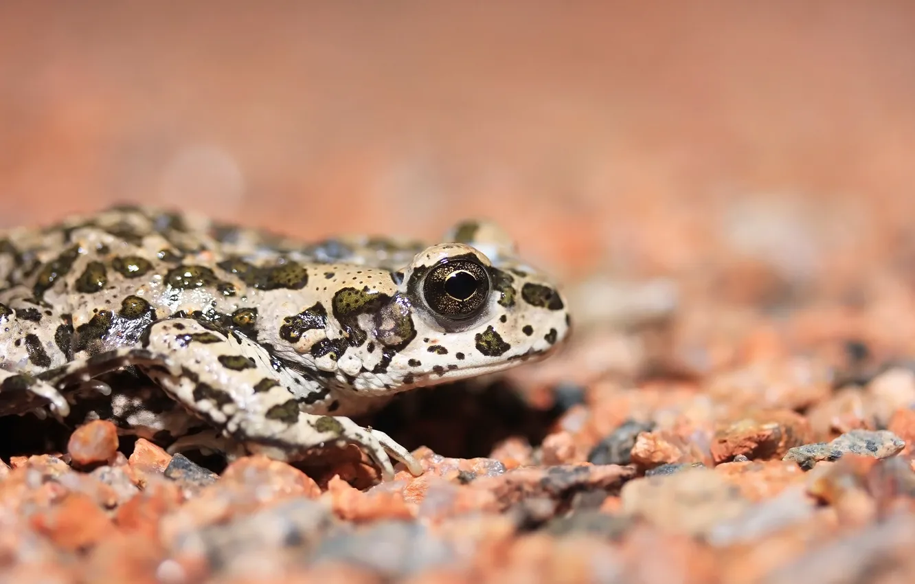 Photo wallpaper eyes, background, frog