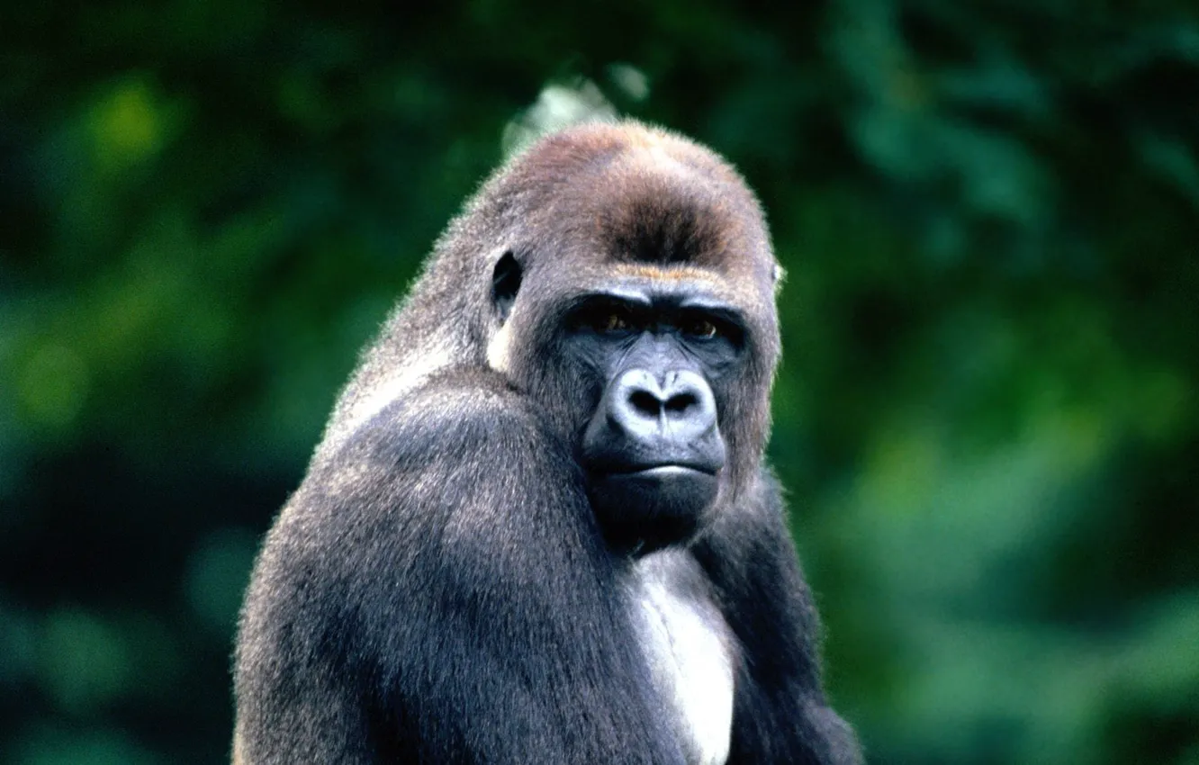 Photo wallpaper black, Goril, serious