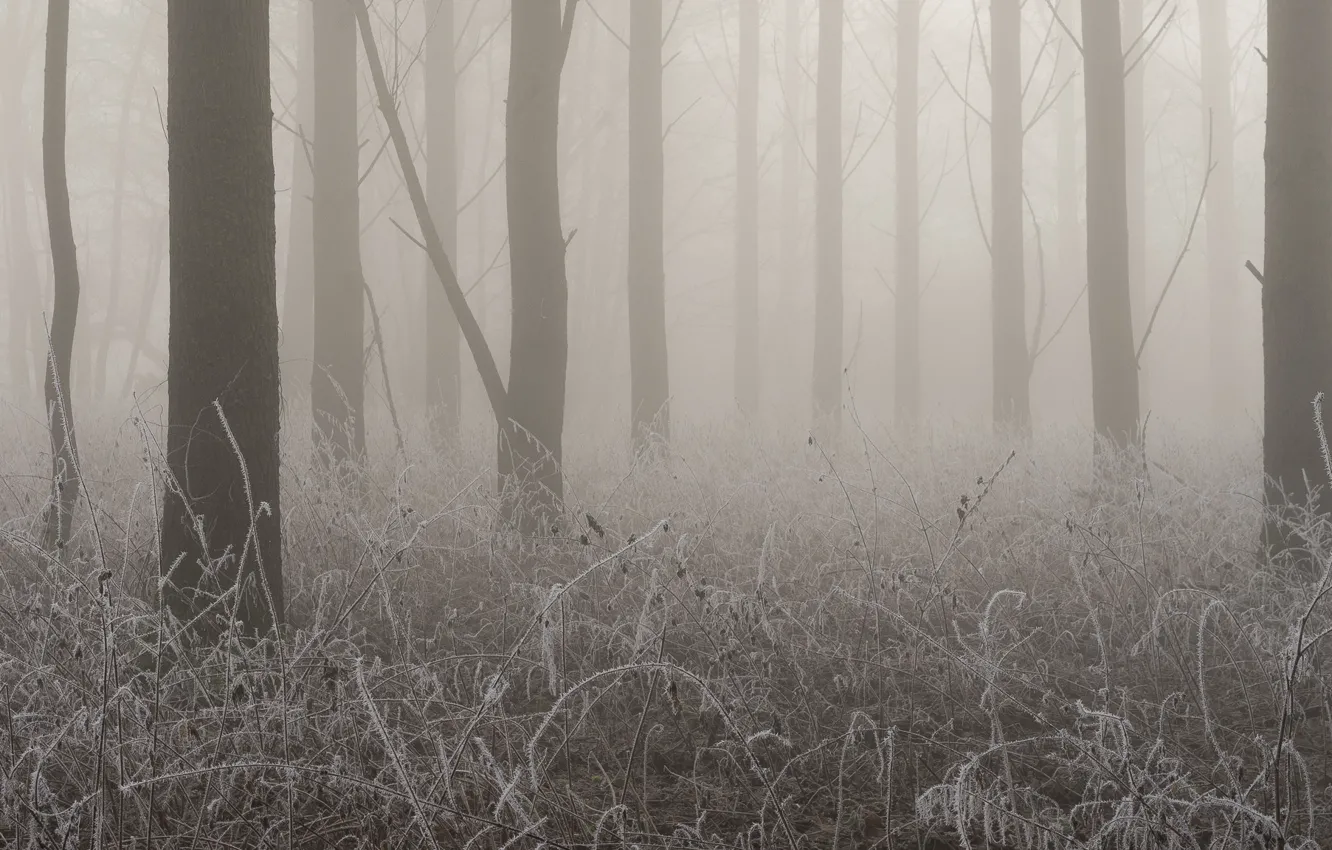 Photo wallpaper frost, trees, fog