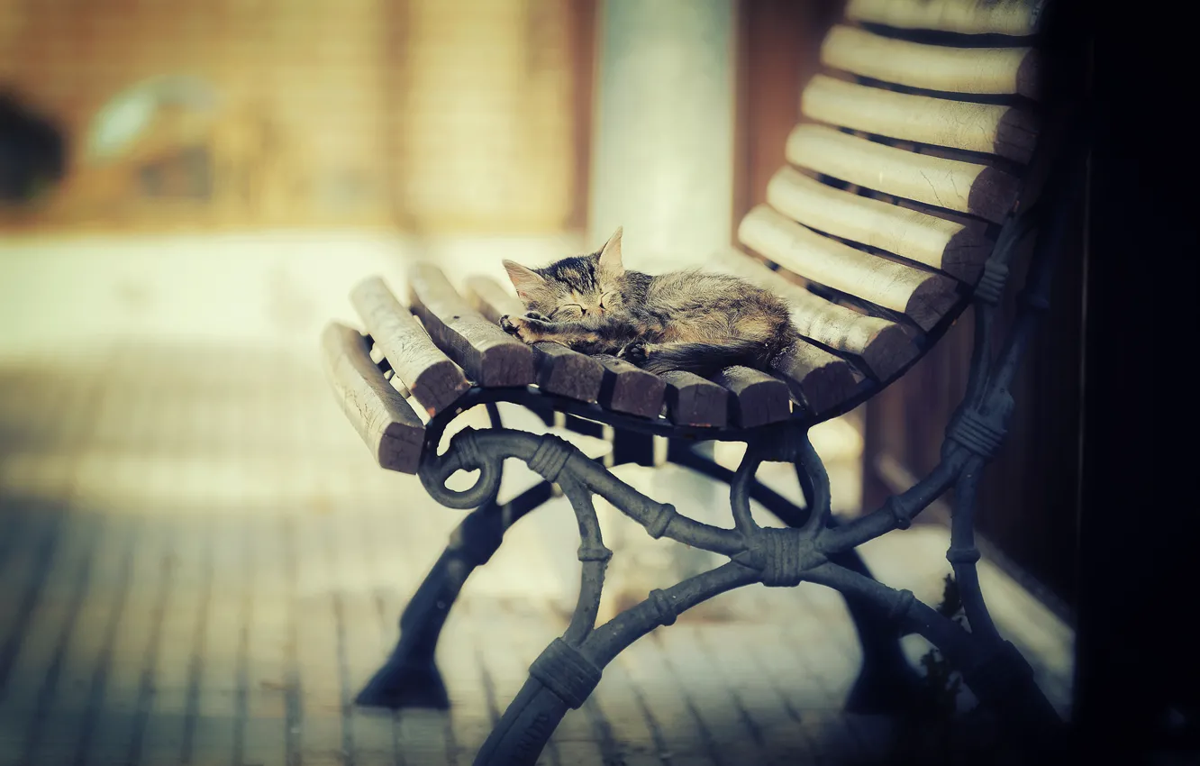 Photo wallpaper cat, light, heat, sleeping, shop, kitty, Kotecha