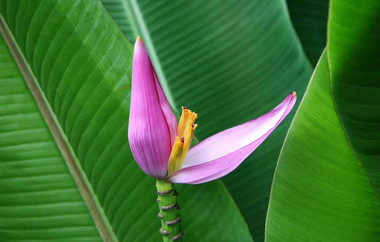 Photo wallpaper leaves, flowers, Lotus