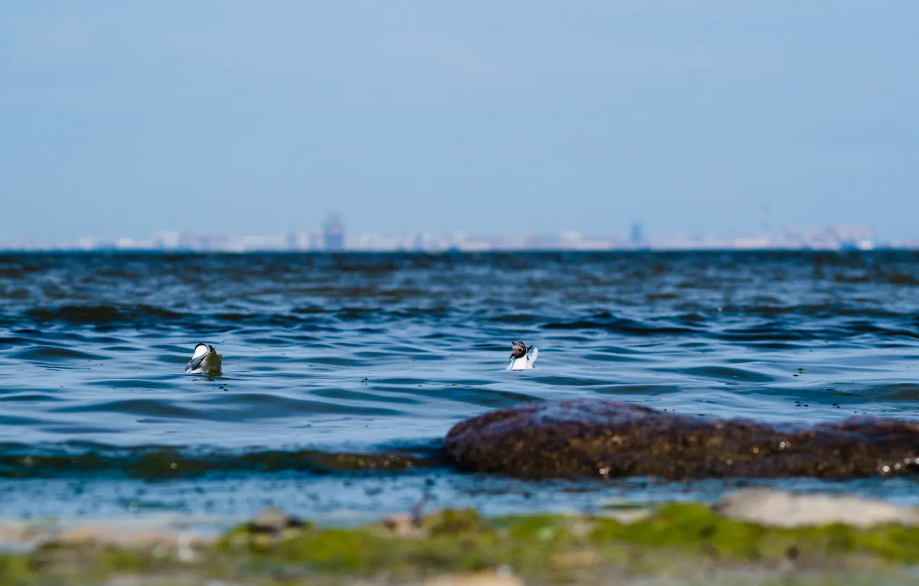 Photo wallpaper sea, seagulls, Bay, Finnish, Petersburg
