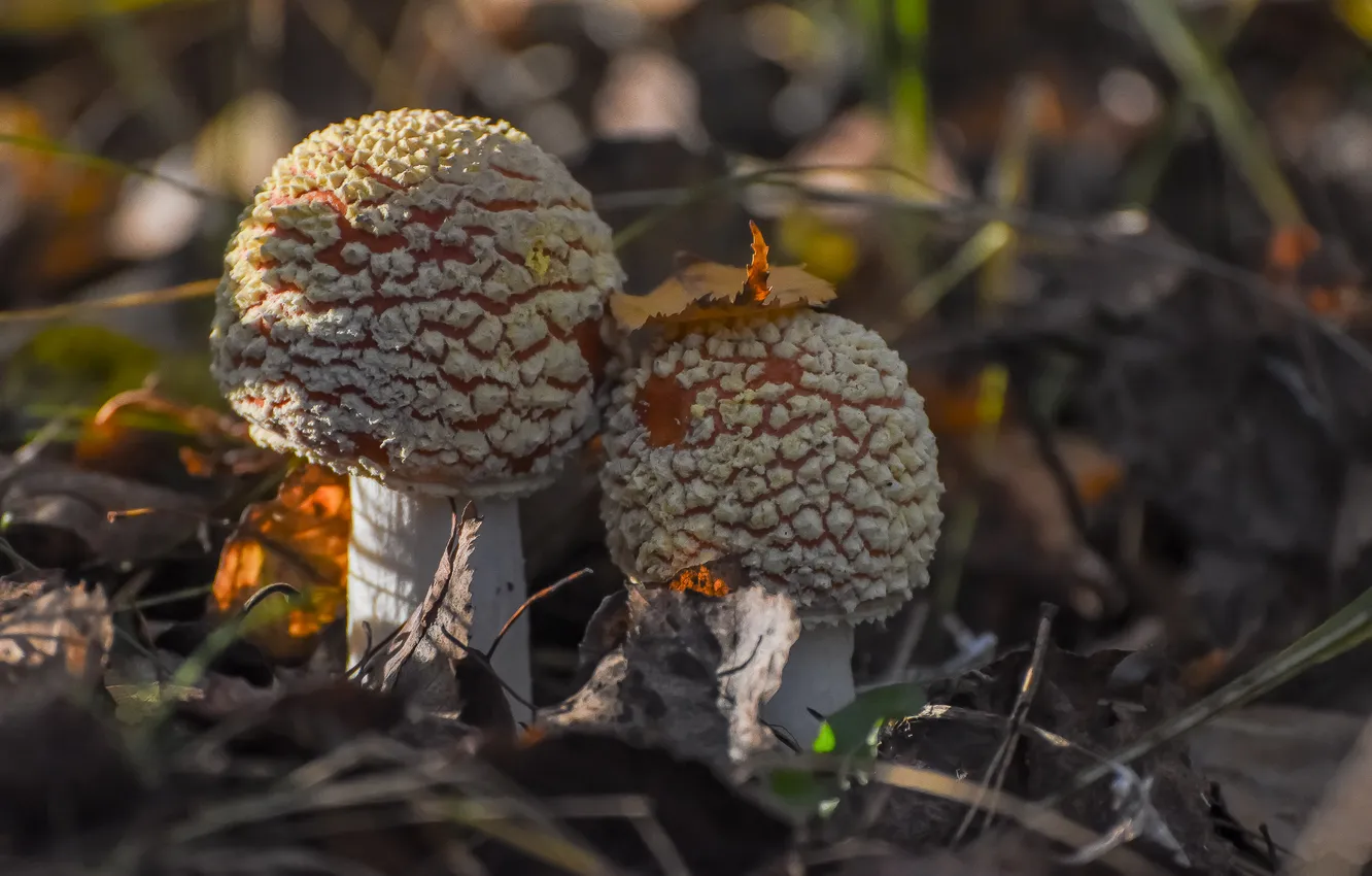Photo wallpaper autumn, forest, nature, mushrooms, Amanita muscaria