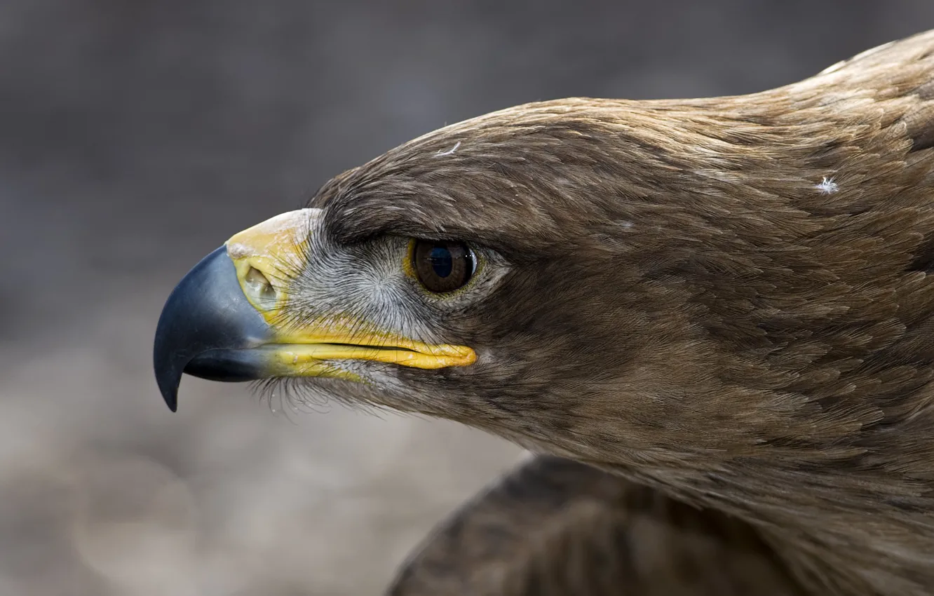 Photo wallpaper macro, bird, eagle, head, feathers, beak, profile, Orlan