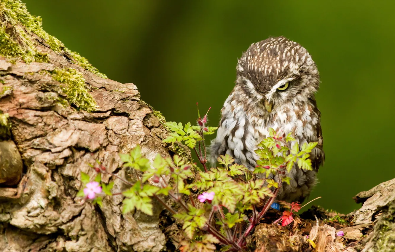 Photo wallpaper nature, owl, bird