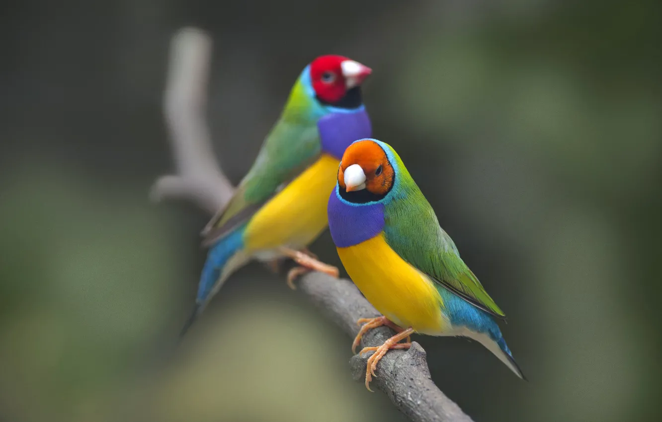 Photo wallpaper branches, bird, Chaffinch, wildlife