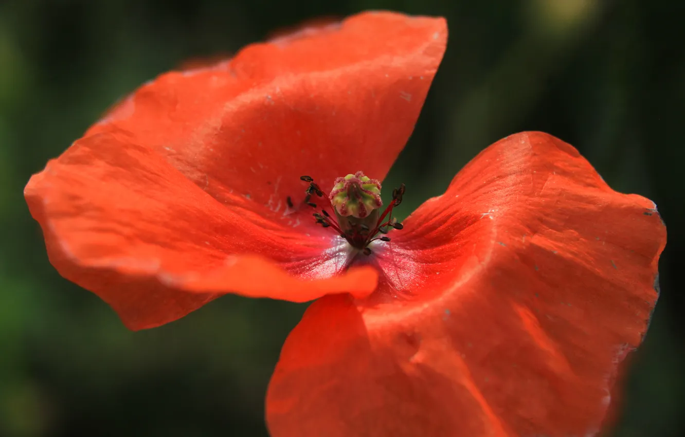 Photo wallpaper red, flower, poppy