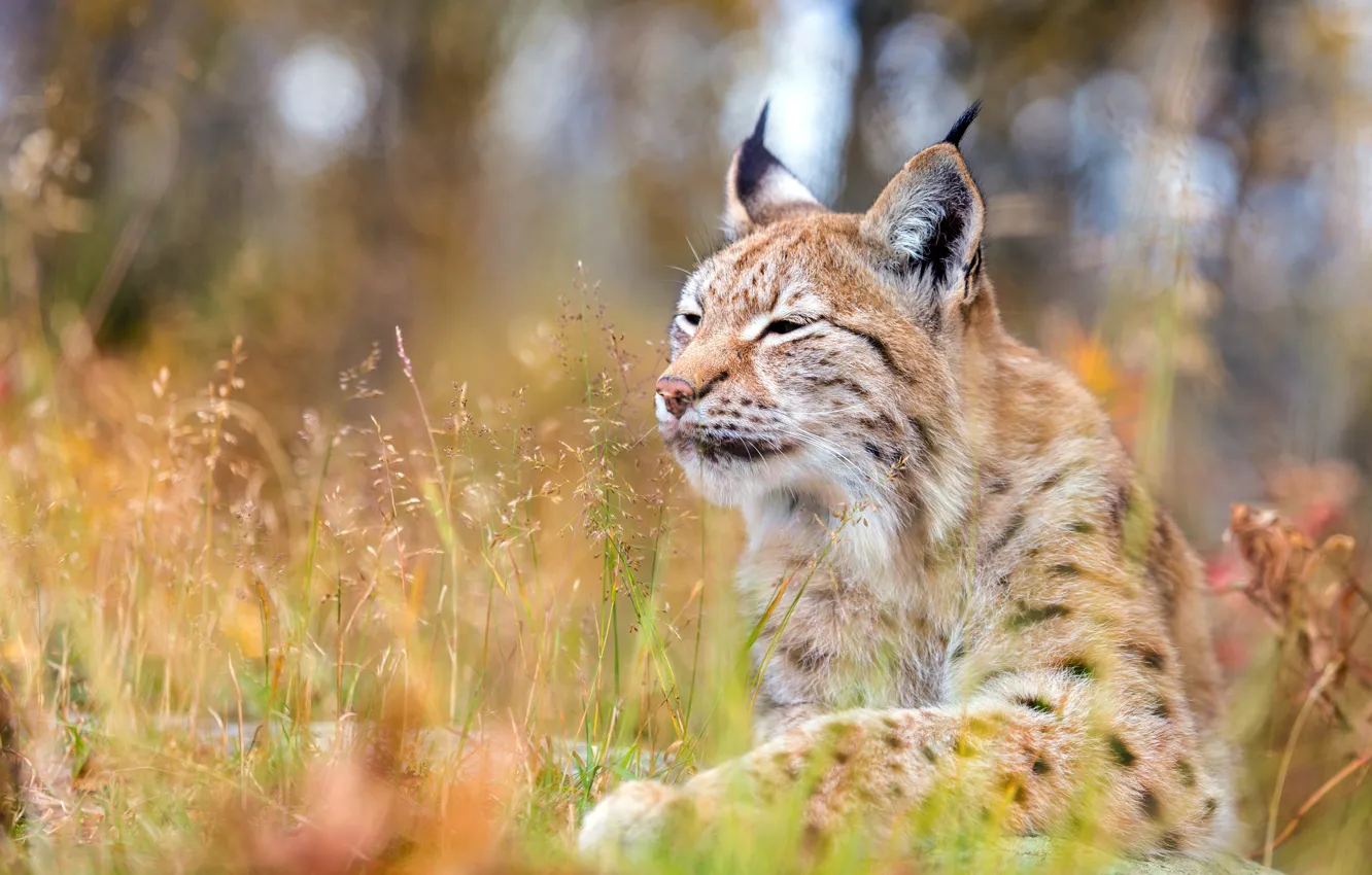 Photo wallpaper forest, cat, grass, face, nature, background, stay, glade