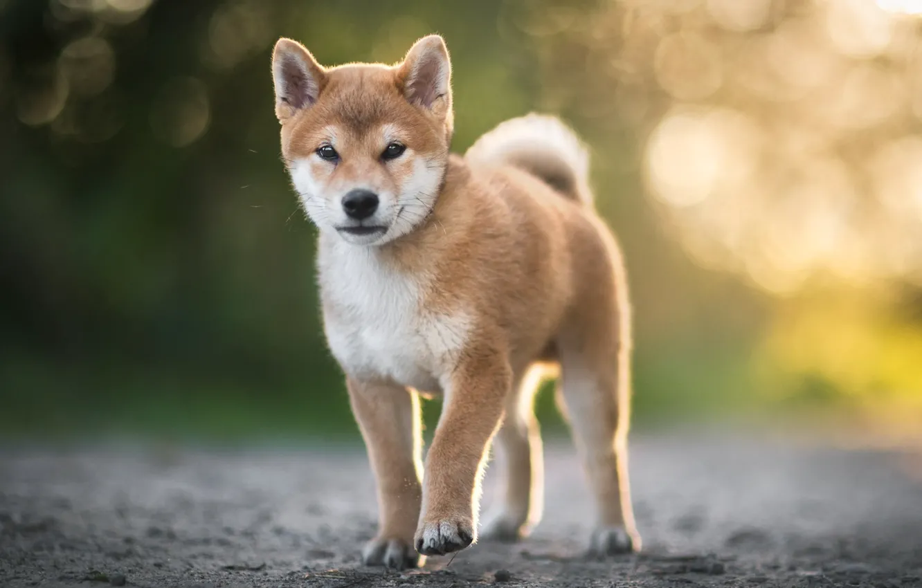 Photo wallpaper puppy, on the road, blur bokeh, Shiba inu