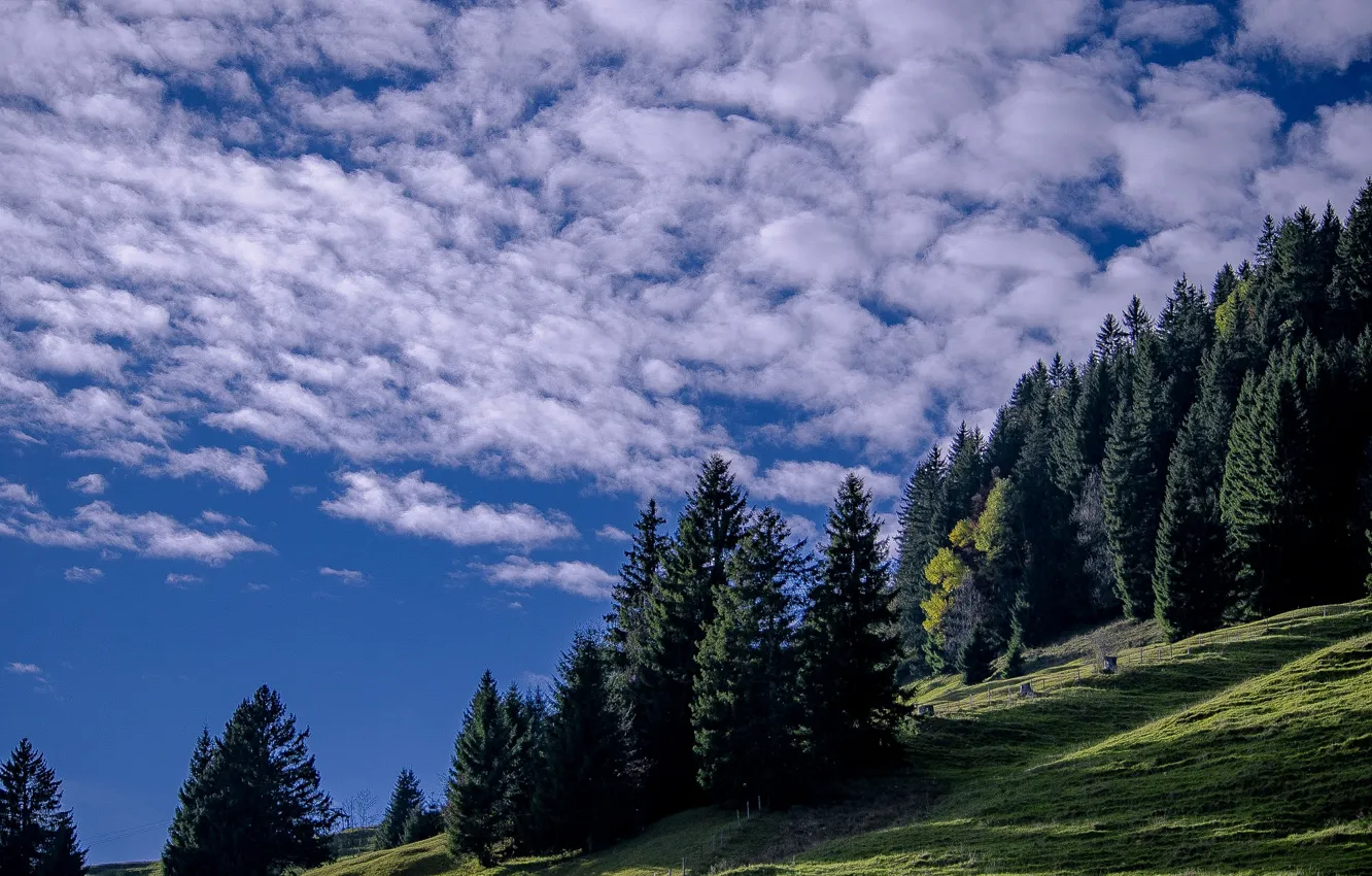 Photo wallpaper the sky, clouds, trees, slope