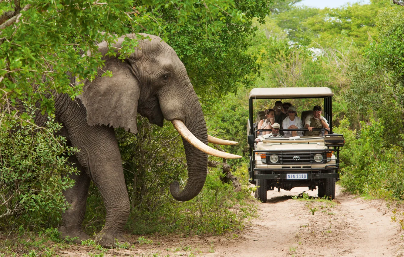 Photo wallpaper People, Elephant, Toyota, Car, South Africa, South Africa, Elephant, Safari