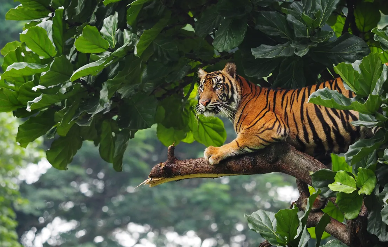 Photo wallpaper Tiger, Trees, Leaves, Tiger, Trees, Leaves, Wildlife, Wildlife