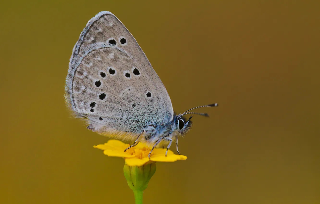 Photo wallpaper flowers, butterfly, chronic