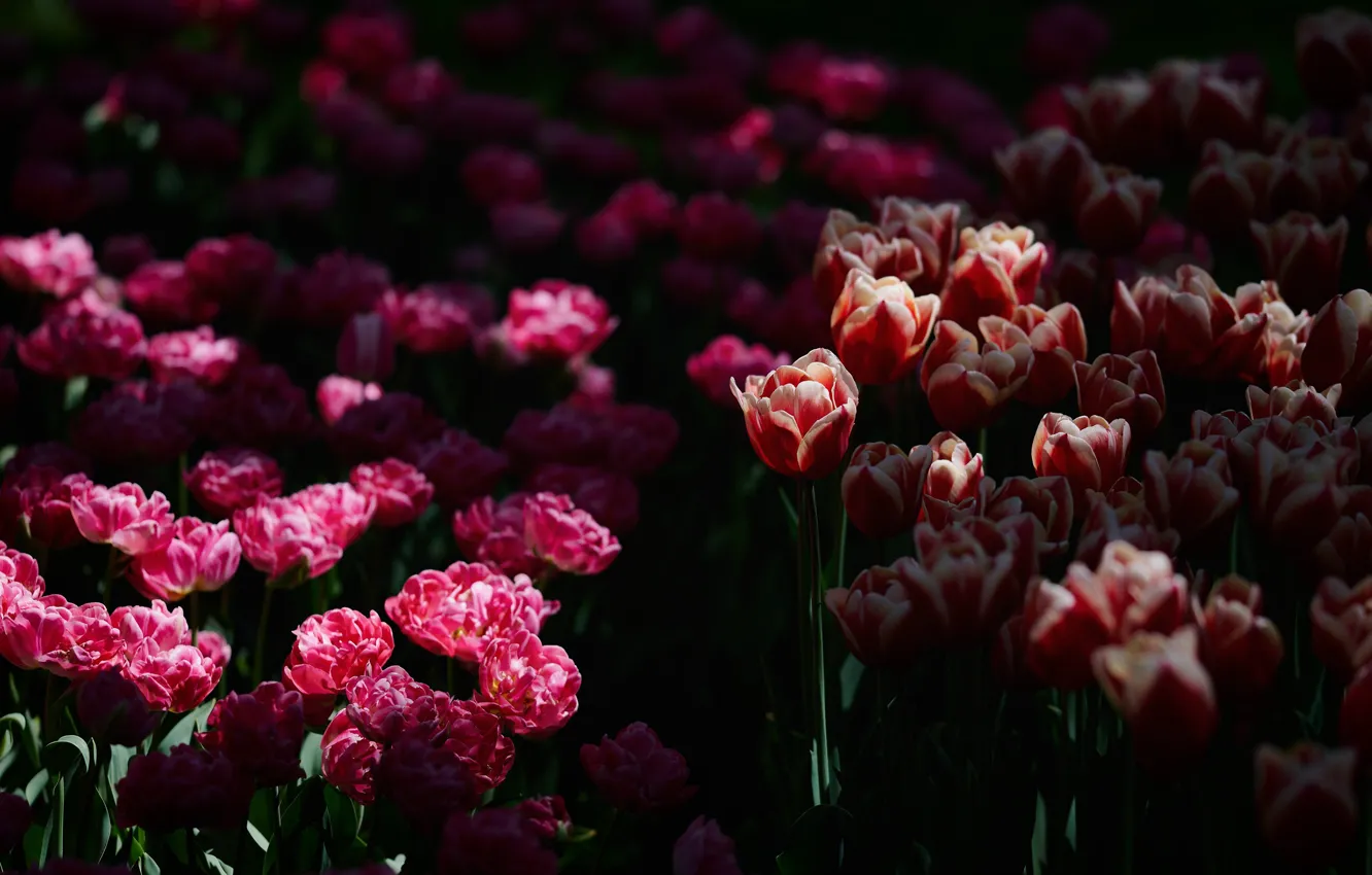 Photo wallpaper light, flowers, the dark background, spring, garden, tulips, red, pink