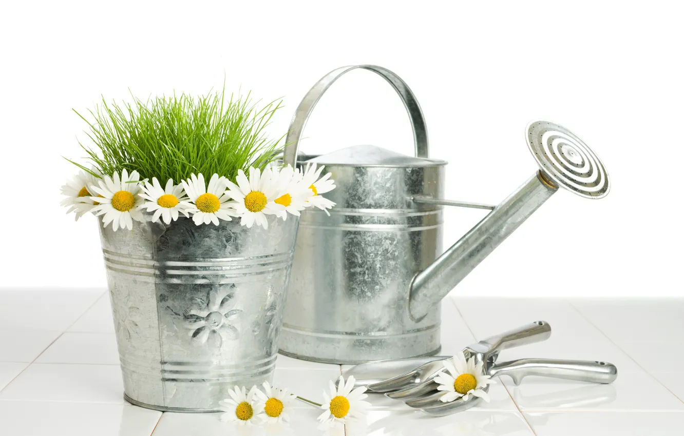 Photo wallpaper grass, flowers, chamomile, bucket, white background, lake