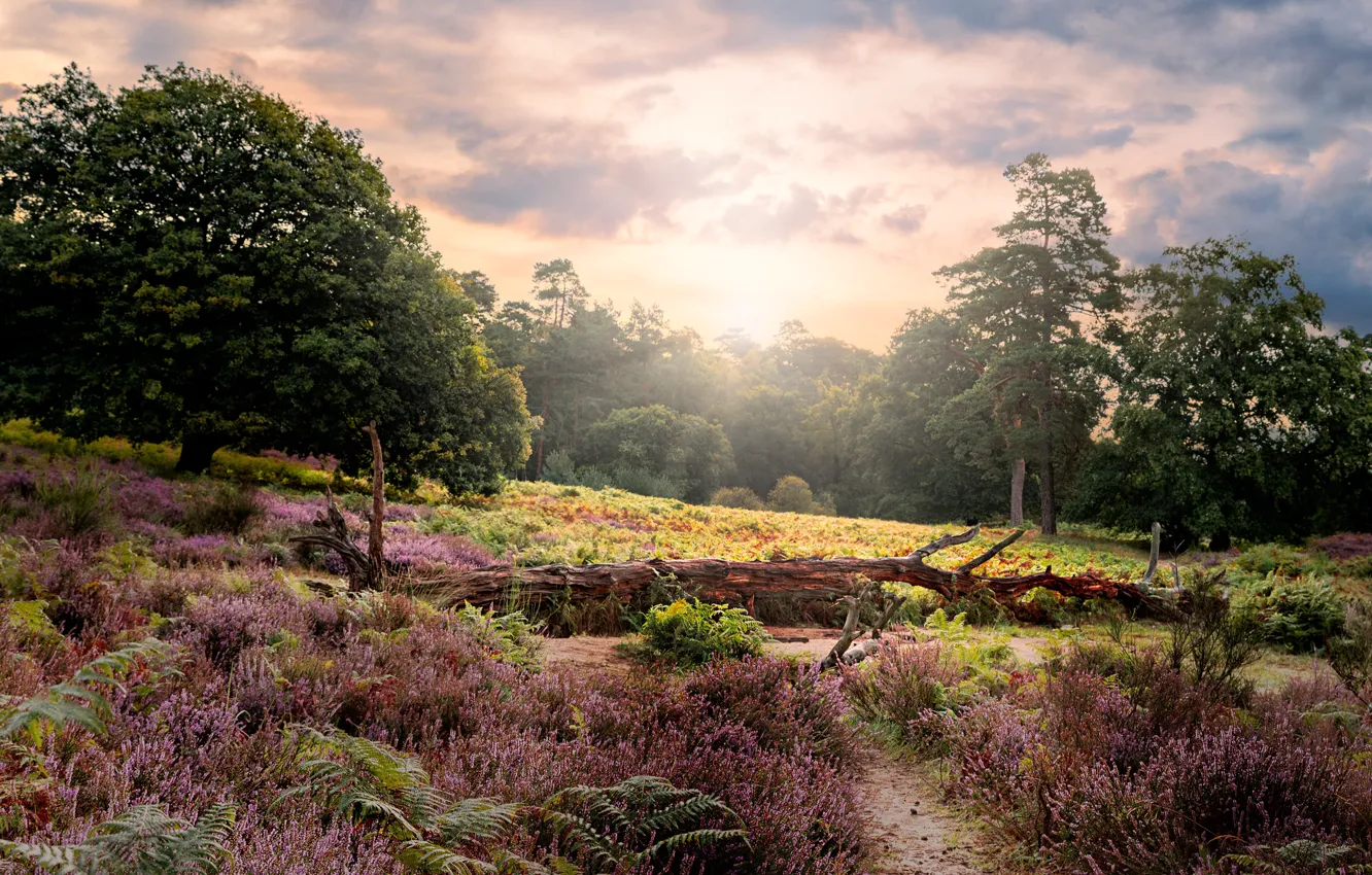 Photo wallpaper trees, log, fern, Heather