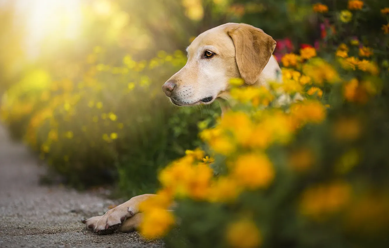 Photo wallpaper look, face, flowers, yellow, pose, portrait, dog, garden