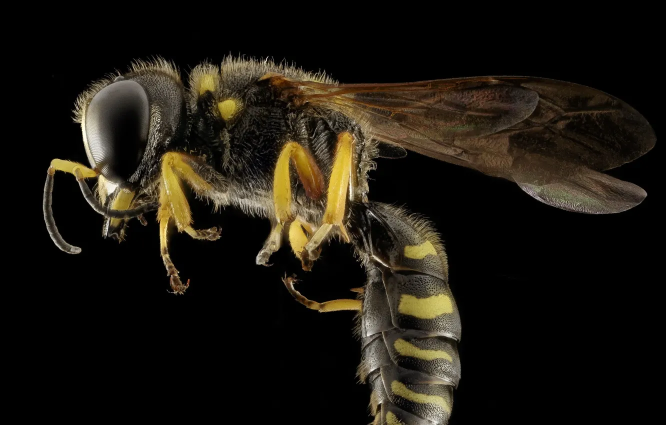 Photo wallpaper nature, macro, insect, bee, Yellow Jacket, yellow and black wasp