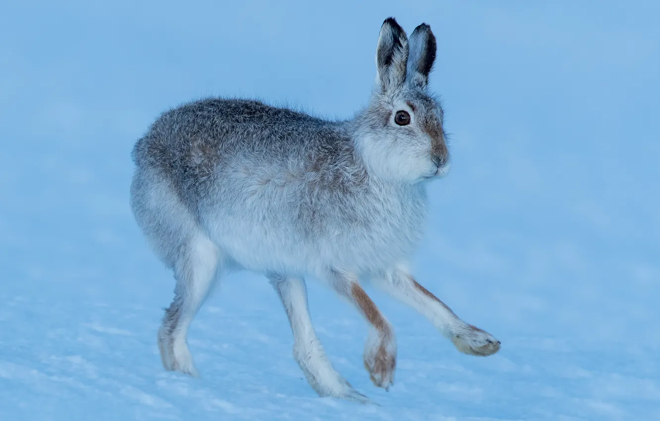 Photo wallpaper winter, look, snow, jump, hare, paws, walk, Bunny