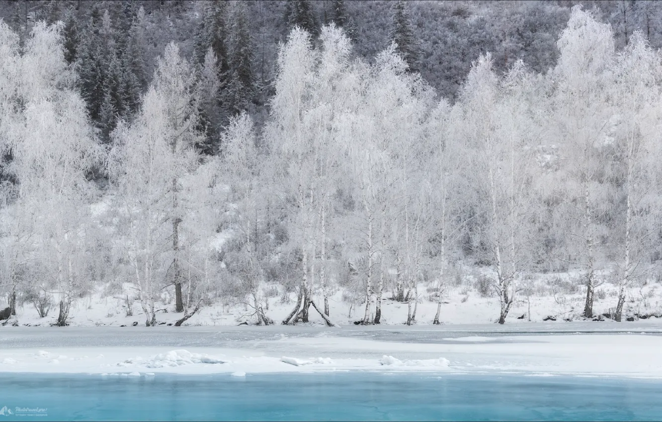 Photo wallpaper winter, snow, trees, Altay