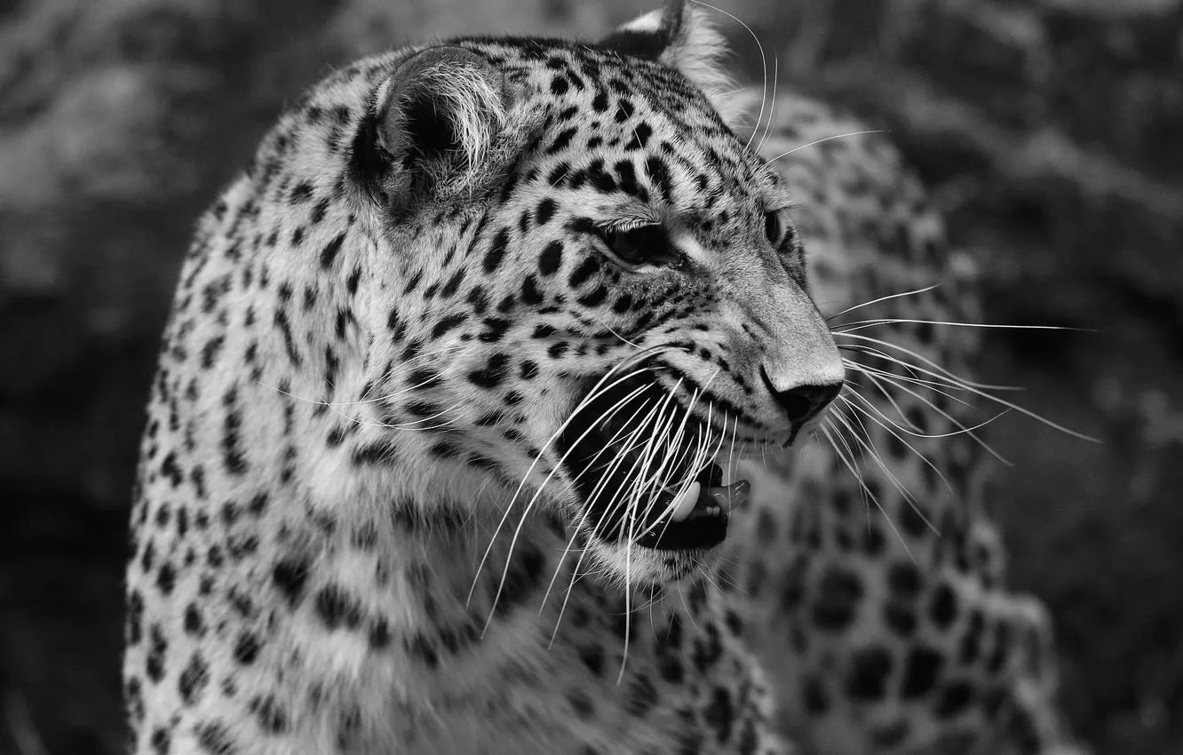 Photo wallpaper predator, leopard, black and white