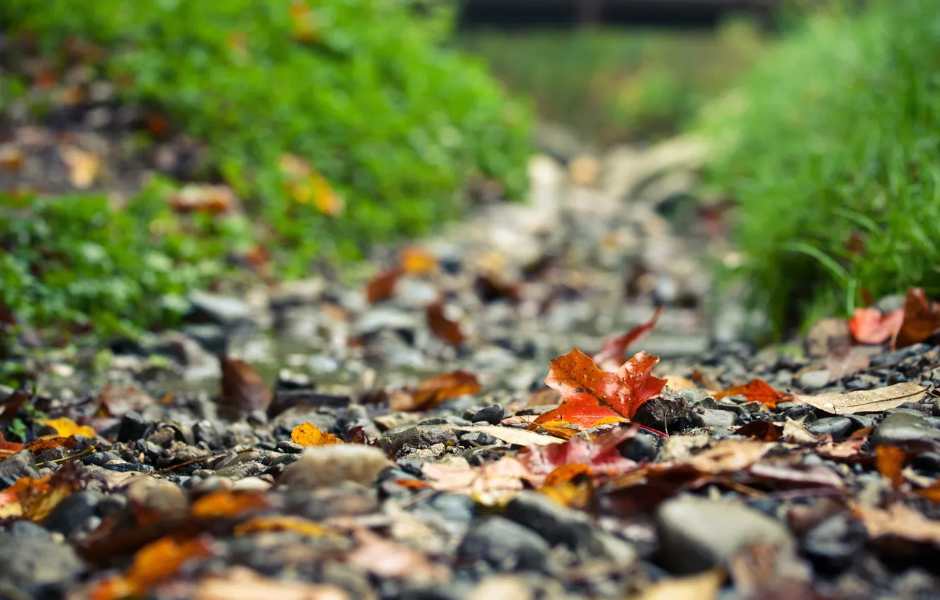 Photo wallpaper road, autumn, leaves, stones