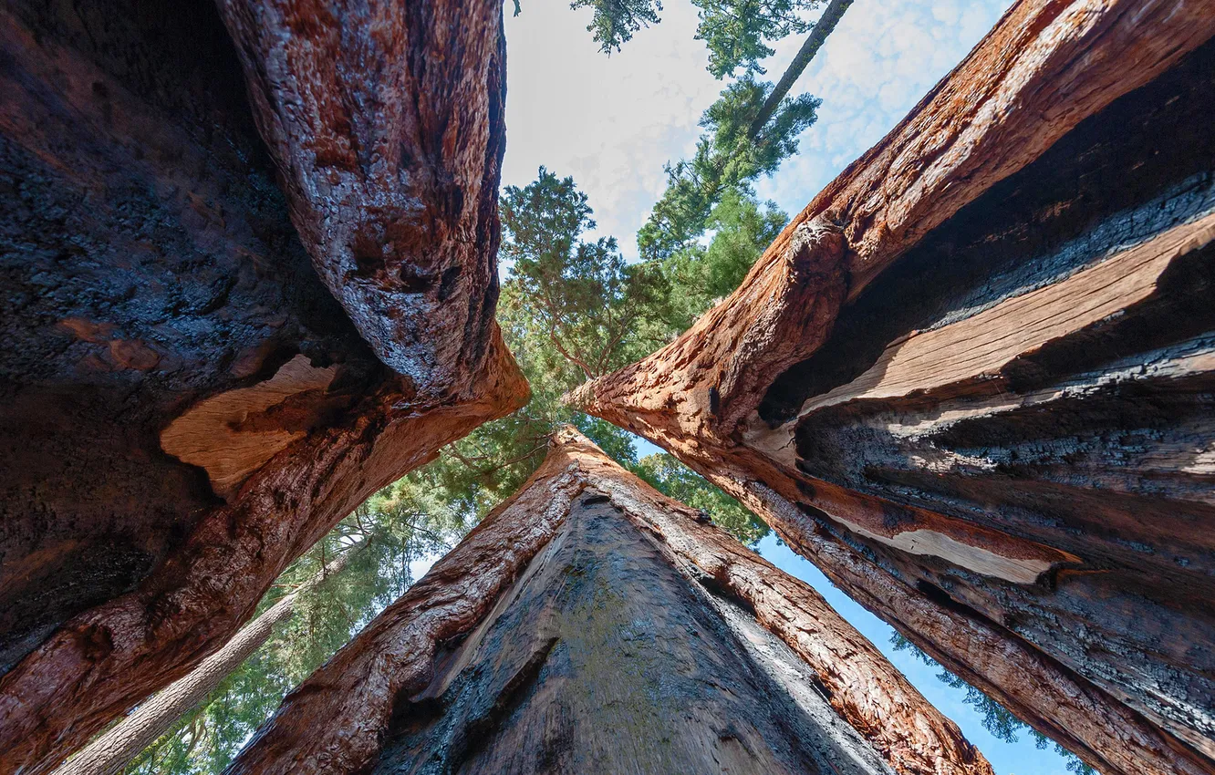 Photo wallpaper forest, tree, sequoia, redwood