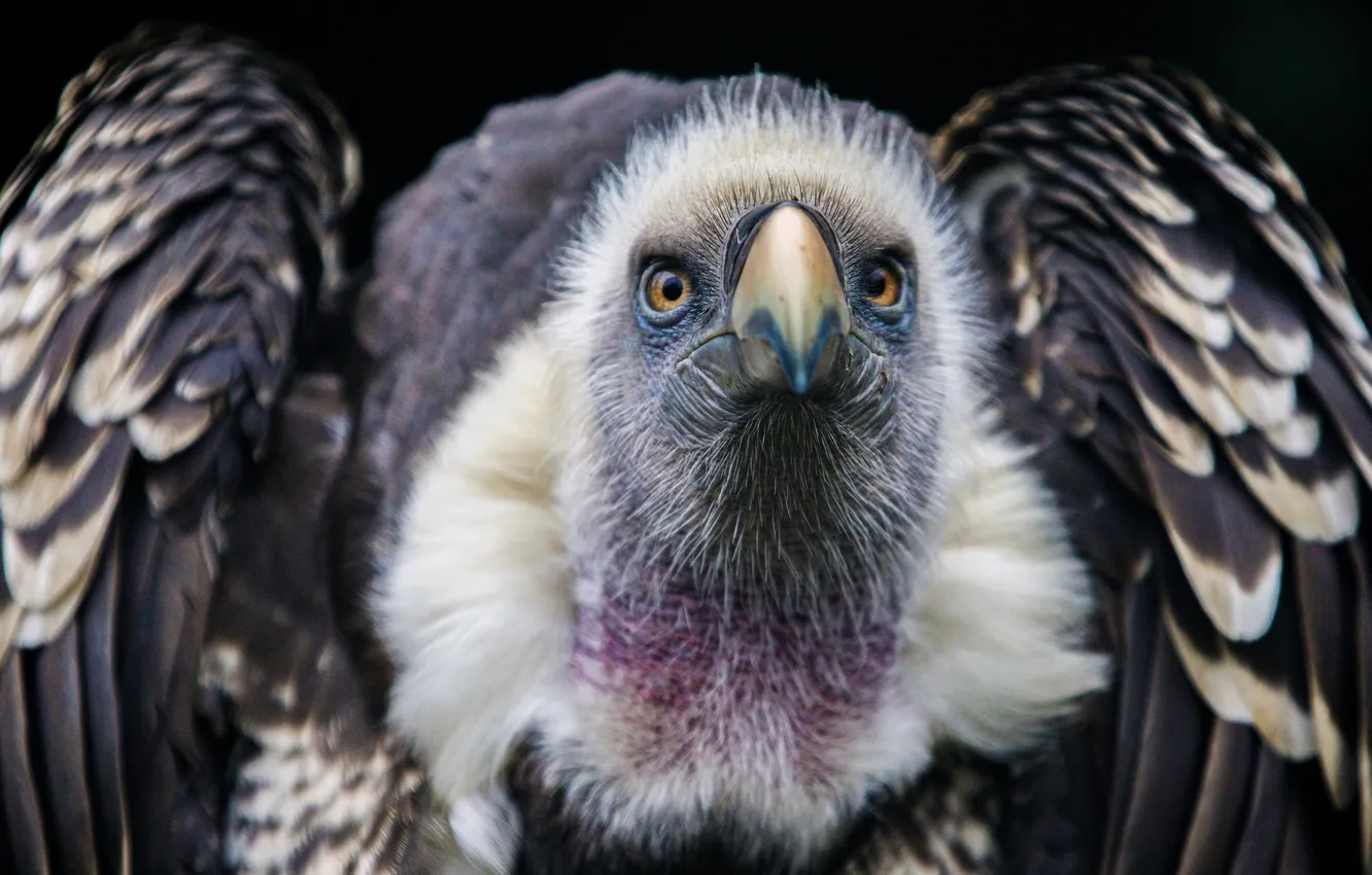Photo wallpaper Predator, bird, feathers, Vulture, beak