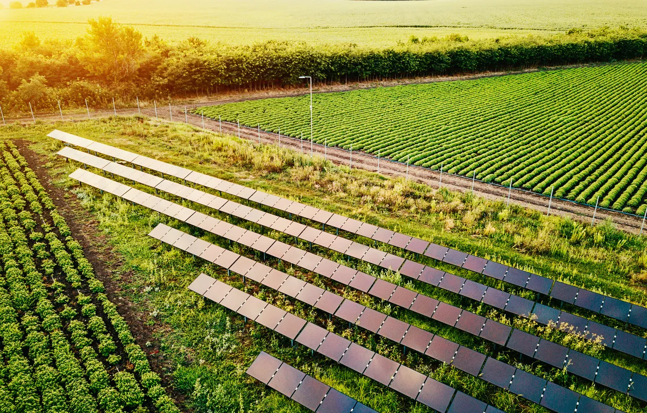 Photo wallpaper field, solar panels, clean energy, cultivation