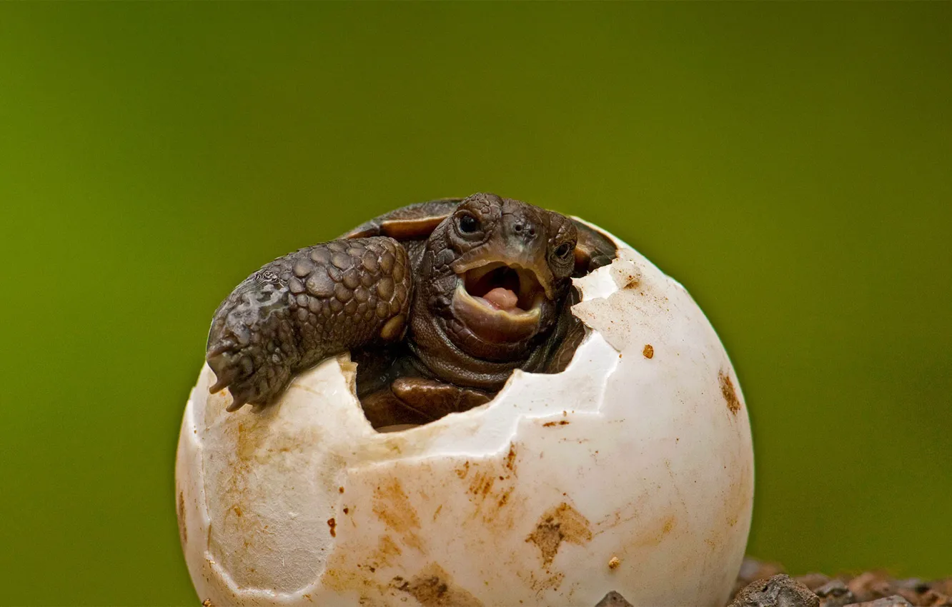 Photo wallpaper egg, turtle, cub, Ecuador, The Galapagos Islands