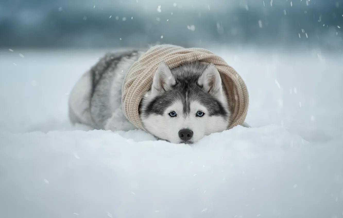 Photo wallpaper winter, look, snow, dog, scarf, face, Husky